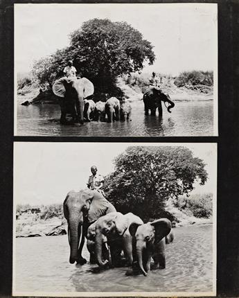 (AFRICAN SAFARI) A personal album from a Mrs. Sturges trip to the Congo and Uganda with approximately 140 images.